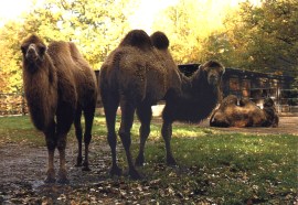 zur Tierparkgeschichte